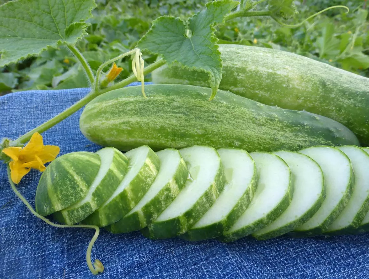 Straight Eight Cucumber
