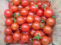 Sugar Cherry Tomato