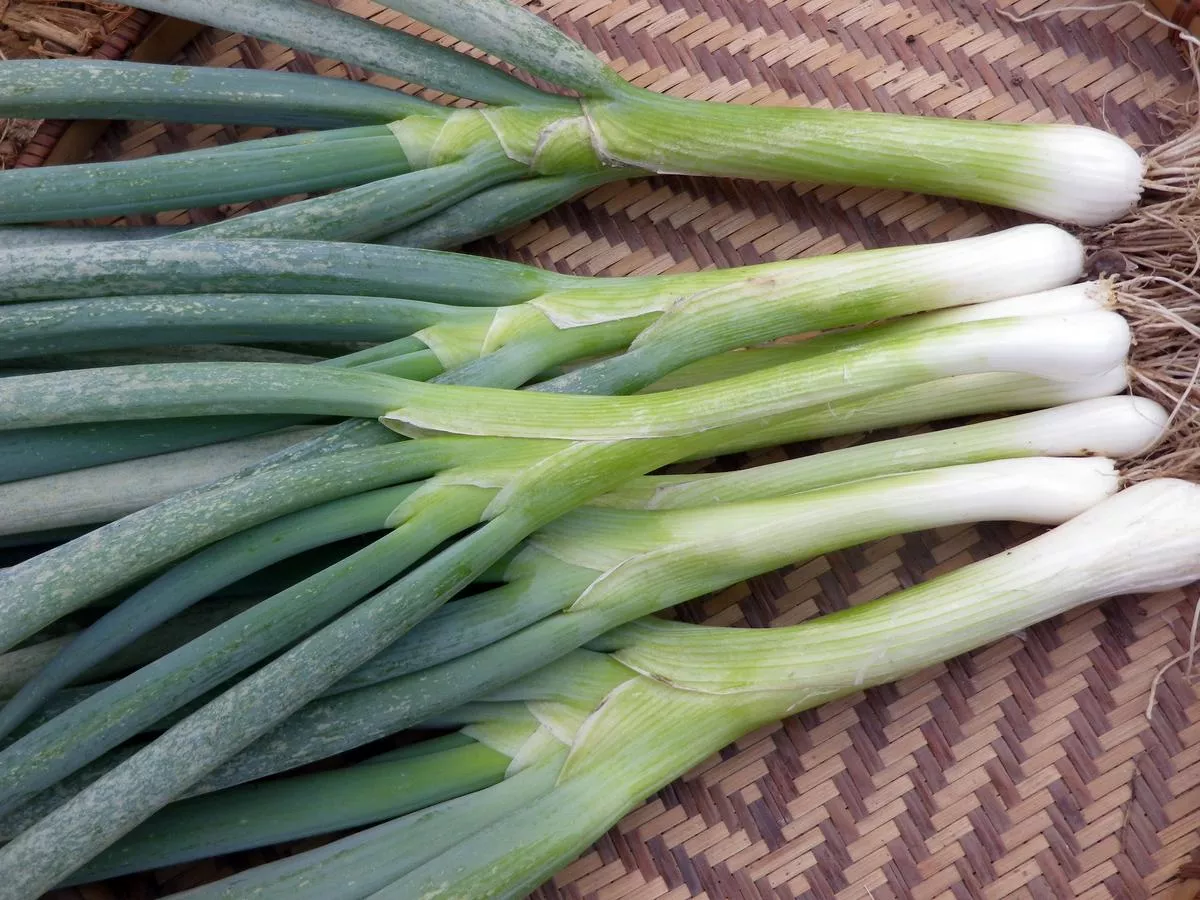 Tokyo Long White Bunching Onion