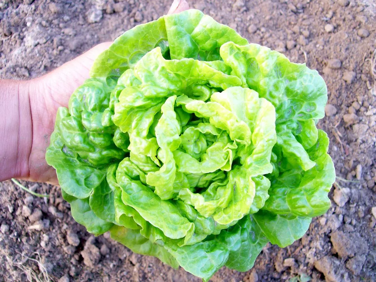 Tom Thumb Bibb (Butterhead) Lettuce
