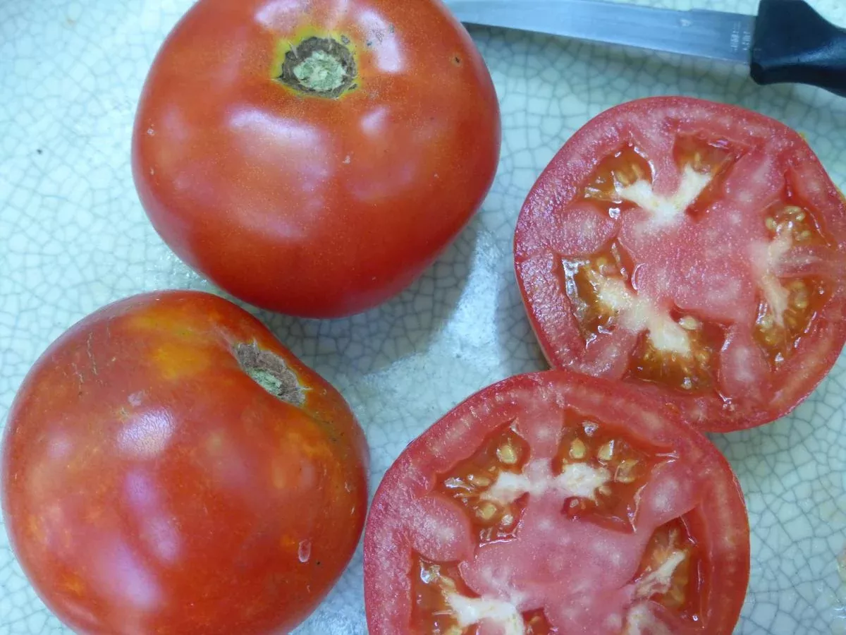 Tropic VFN Tomato