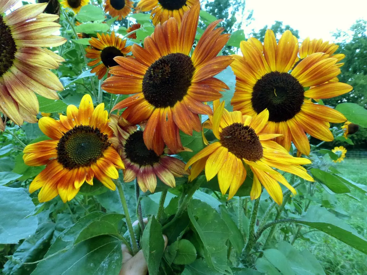 Velvet Queen Sunflower